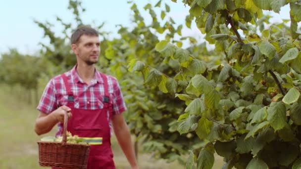 코카서스 농부는 정원에서 결정적인 헤이즐 줄에서 헤이즐넛을 수집합니다 정원사 분야에서 — 비디오