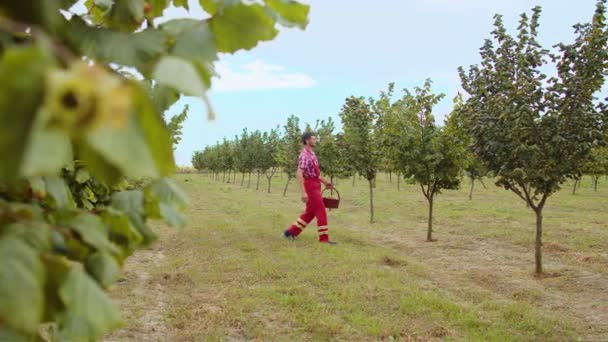 白人农民从花园的落叶榛树中采摘成熟的榛子 园艺师在种植园种植生果 收获农耕时间 健康的天然食品 — 图库视频影像