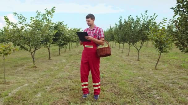 白人农民在日记中分析花园中的榛子树行 园艺师在种植园田里种植生榛子果 收获农耕时间 健康的天然食品 — 图库视频影像