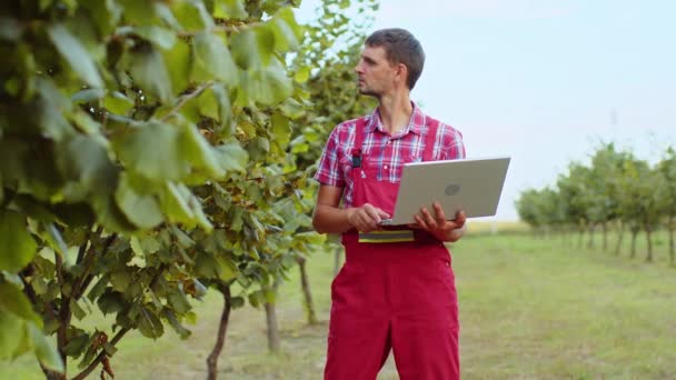 Homem Agricultor Caucasiano Analisando Condição Qualidade Avelãs Árvore Fazendo Anotações — Vídeo de Stock