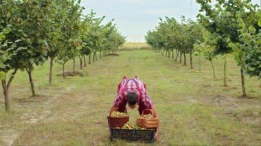 Mutlu çiftçi, bahçede elinde plastik bir kutuyla iyi bir çiğ fındık hasadı gösteriyor. Hazel ağacı sıraları. Agronomist tarlada olgun fındık meyvesi yetiştiriyor. Sağlıklı doğal, ekolojik ürünler