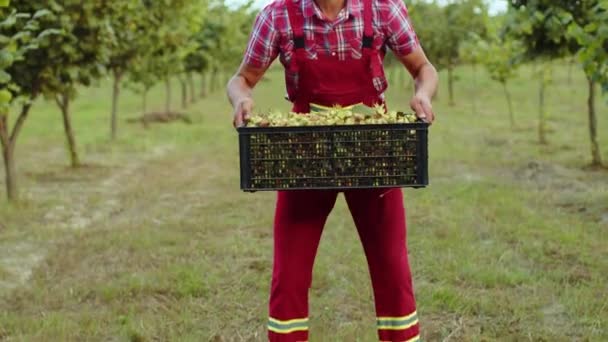 Καυκάσιος Αγρότης Δείχνει Καλή Συγκομιδή Των Ακατέργαστων Φουντουκιών Κρατώντας Ένα — Αρχείο Βίντεο