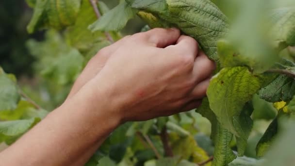 Close Male Farmer Hands Plucks Collects Ripe Hazelnuts Deciduous Hazel — Stock Video