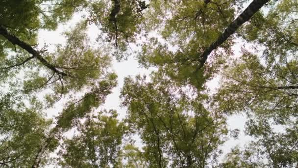 Προβολή Κορυφές Δέντρων Πράσινα Κίτρινα Φθινοπωρινά Φωτεινά Φύλλα Φόντο Τον — Αρχείο Βίντεο