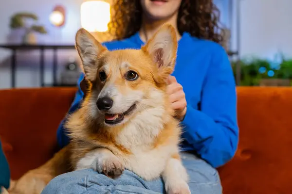 Crop unrecognizable female owner caressing cute adorable corgi dog relaxing on sofa in living room at home. Young woman giving gentle massage to pet dog with her fingers resting on couch in apartment.