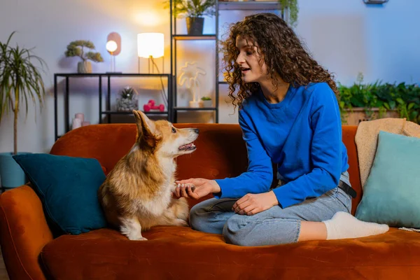 Side view of smiling young woman with curly hair playing with cute adorable corgi dog on sofa in living room at home. Playful female girl in casual clothes spending weekend time with dog in apartment.