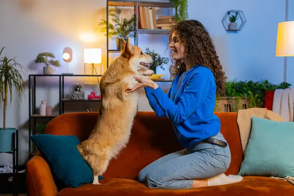 Side view of smiling young woman with curly hair playing with cute adorable corgi dog on sofa in living room at home. Playful female girl in casual clothes spending weekend time with dog in apartment.
