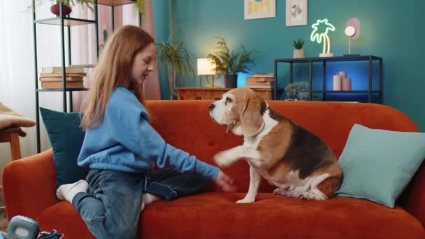 Młoda Dziewczyna Dziecko Uczy Słodkie Psie Sztuczki Beagle Szkolenia Biały — Wideo stockowe