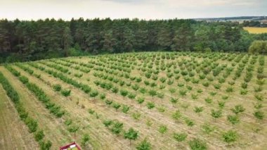 Fındık ağaçları sıra sıra tarımsal tarım bahçesi. Kırsal alanda sallanan taze, olgun fındık meyveleri yetiştiriyor. Sonbahar çiftliğini hasat et. Sağlıklı doğal gıdalar, çevre dostu ürünler. Hava aracı görünümü.