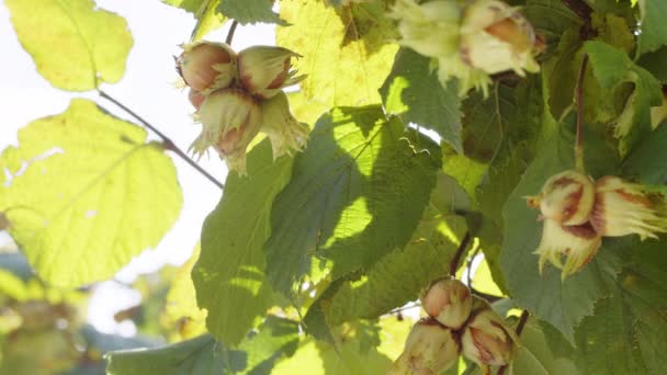 Gros Plan Noisettes Mûres Sur Bouquet Noisetiers Dans Jardin Fruits — Video