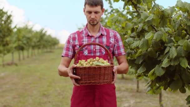 Homme Cultivateur Caucasien Montre Une Bonne Récolte Noisettes Crues Tenant — Video