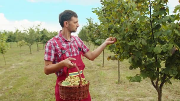 Man Farmer Plucks Collects Ripe Hazelnuts Deciduous Hazel Trees Rows — Stock Video