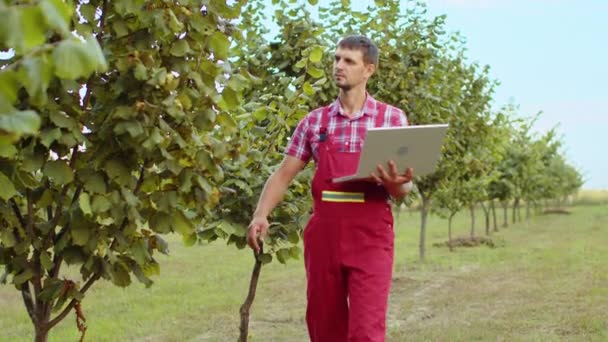 Kaukasiska Mannen Bonde Analysera Kvalitet Tillstånd Hasselnötter Träd Gör Anteckningar — Stockvideo