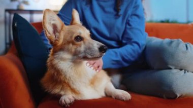 Tanımlanamayan mavi elbiseli, hoş bir Corgi köpeğini okşayan, akşam evindeki oturma odasında rahat bir koltukta dinlenen bir kadın. Kız dairede sevimli, komik, evcil köpekle vakit geçiriyor.