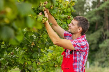 Kafkasyalı çiftçi bahçedeki fındık ağacından olgun fındık topluyor. Bahçıvan tarım uzmanı tarlada çiğ fındık yetiştiriyor. Çiftlik zamanı hasat. Sağlıklı doğal yiyecek.