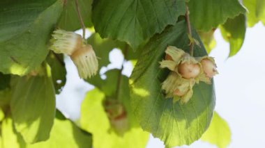 Bahçedeki fındıklı fındıklara yakın çekim. Kırsal alanda yeşil dallardan sarkan çiğ fındık meyveleri yetiştiriyor. Sonbahar çiftliğini hasat et. Sağlıklı doğal gıdalar, çevre dostu ürünler.