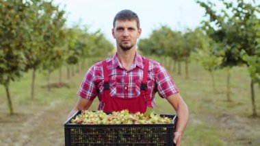 Mutlu çiftçi, bahçede elinde plastik bir kutuyla iyi bir çiğ fındık hasadı gösteriyor. Hazel ağacı sıraları. Agronomist tarlada olgun fındık meyvesi yetiştiriyor. Sağlıklı doğal, ekolojik ürünler