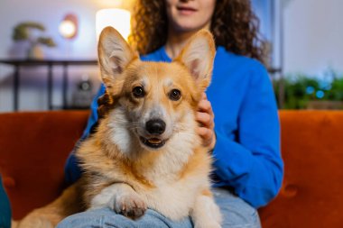 Tanımlanamayan bir kadın sahibinin sevimli Corgi köpeğini okşaması evdeki oturma odasında kanepede dinlenmesi. Genç bir kadın evcil köpeğe nazikçe masaj yapıyor. Parmakları evdeki kanepede dinleniyor..