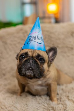 Doğum günü konisi şapkalı komik pug köpeği kanepede oturur ve tuhaf bir ifadeyle kameraya bakar. Hayvan kutlamayı bekler, heyecan, kişilik ve tatlı bir beklenti gösterir..