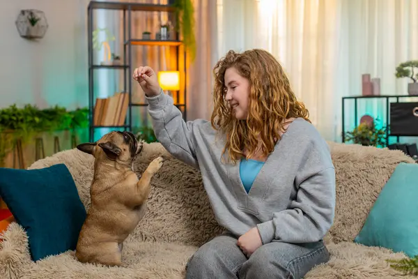 Genç Kafkasyalı kızıl saçlı kadın evdeki koltukta köpeğini eğitiyor, evcil hayvanı sevinçle arka ayakları üzerinde durmaya teşvik ediyor. Mutlu kız, odaklanma, itaat ve sevimli yüz ifadesini gösteren neşeli bir hayvanla etkileşime girer..