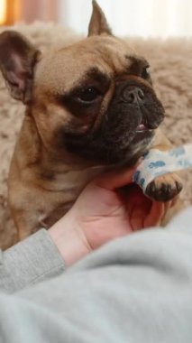 Kadın kanepede yaralı pençelerini nazikçe bandajlıyor, dikkat, dikkat ve sabır gösteriyor. Evcil hayvan hareketsiz kalır, güven, empati, duygusal sıcaklık ve bağlantı dolu sakin bir iyileşme anına izin verir..