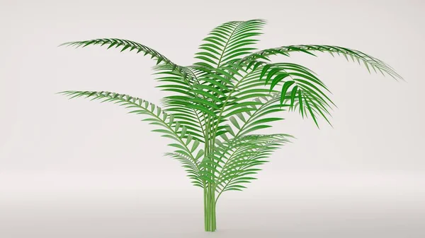 Palm Plant White Background Rendering — Foto de Stock