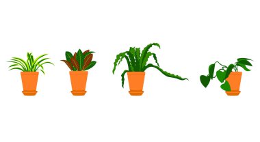 Beyaz arka planda saksıda bitkiler