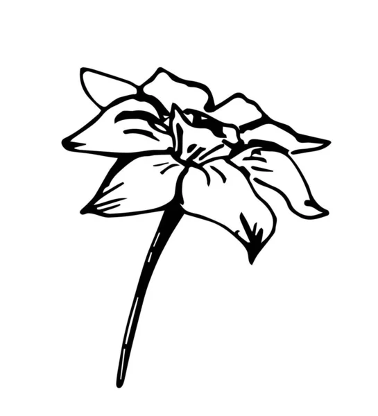 Desenho Simples Desenhado Mão Vetor Preto Esboço Doodle Estilo Flor — Vetor de Stock