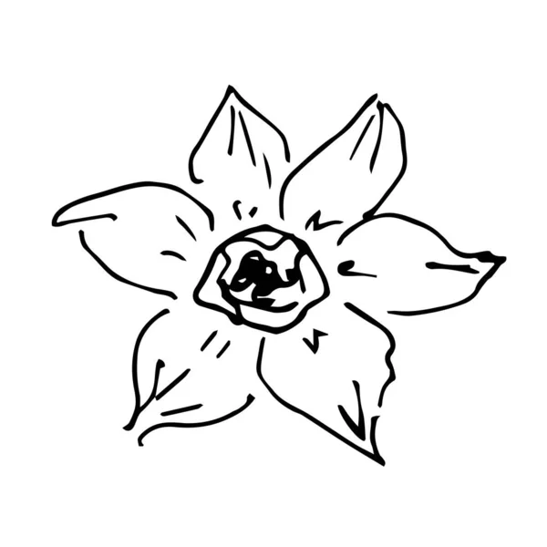 Απλό Ζωγραφισμένο Στο Χέρι Διάνυσμα Μαύρο Περίγραμμα Σχέδιο Λουλούδι Νάρκισσος — Διανυσματικό Αρχείο