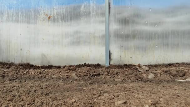 Regar Sementes Estufa Plantas Crescimento Gotas Água Derramam Chão Close — Vídeo de Stock