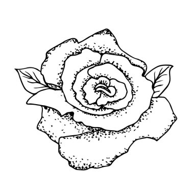 Stock vector illustration. Hand drawing black contour rose isolated on a white background. Floral ink sketch for design cards, beauty products, cosmetics, t-shirt prints.