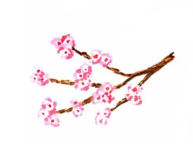 El yapımı suluboya, narin, beyaz arka planda çiçek açan sakura dalı. Pembe yapraklı kiraz çiçekleri, bahar zamanı, Hanami festivali.