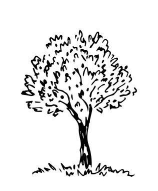 Siyah çizgili el çizimi vektör çizimi. Doğa, manzara. Yaprak döken ağaç beyaz arkaplanda izole edilmiş. Mürekkep çizimi.