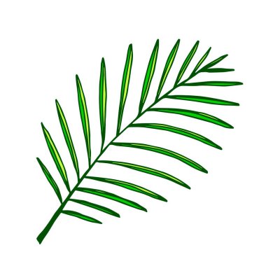El çizimi renk vektörü çizimi. Tropik doğa elementi, dal silueti, beyaz arka planda izole edilmiş yeşil palmiye yaprağı. Çıkartmalar, etiketler, baskılar, yaz sezonu için.