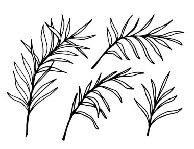 Siyah çizgili basit bir el çizimi vektör çizimi. Hurma ağaçları, dallar, bitkiler... Bahar-yaz tasarımı için, ürün dekorasyonu. Mürekkep çizimi.