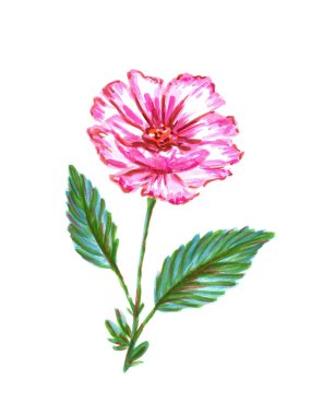El çizimi suluboya pembe tek çiçek, ince yapraklı, saplı, yeşil yapraklı beyaz arka plan. Tatil, giysi, bulaşık, defterler, kartlar, bahar zamanı için.