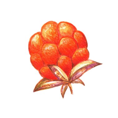 Hand drawn watercolor illustration, bright red-orange cloudberry isolated on white background. Northern wild, forest, swamp berry. clipart