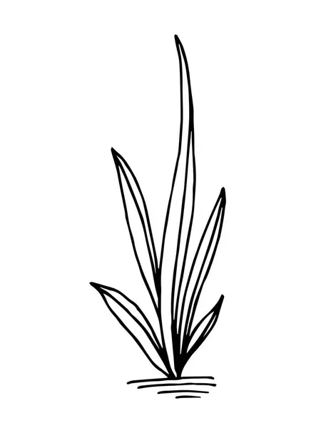 Siyah çizgili basit bir el çizimi vektör çizimi. Beyaz arka planda uzun yapraklı tropik bitki. Kapalı alan çiçekleri, ev dekorasyonu. Doğa, bitki örtüsü.