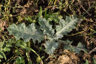 Acanthoides Carduus L - bahar yapraklarının yol kenarı..