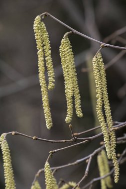Kışın sonunda fındık tomurcuklanıyor.