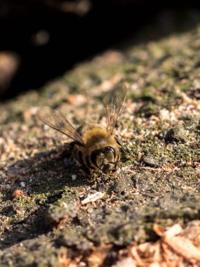The honey bee starts gathering in early spring.