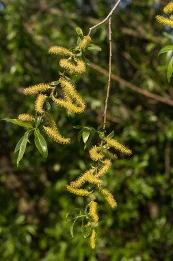 İlkbaharda söğüt ağacı (Salix x sepulcralis) çiçek açar..