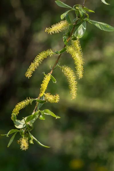 Весной Открывается Цветок Ивы Salix Sepulcralis — стоковое фото