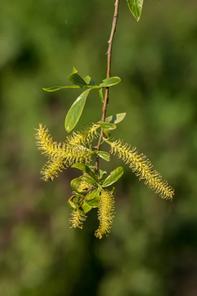 Primavera Salgueiro Salix Sepulcralis Flor Abre — Fotografia de Stock