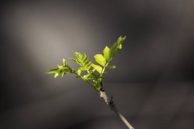 Kül (Fraxinus Excelsior) baharda genç yapraklar.