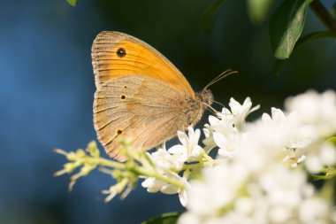 Bahçe çiçeklerinin kömür boruları (Coenonympha gliserion).
