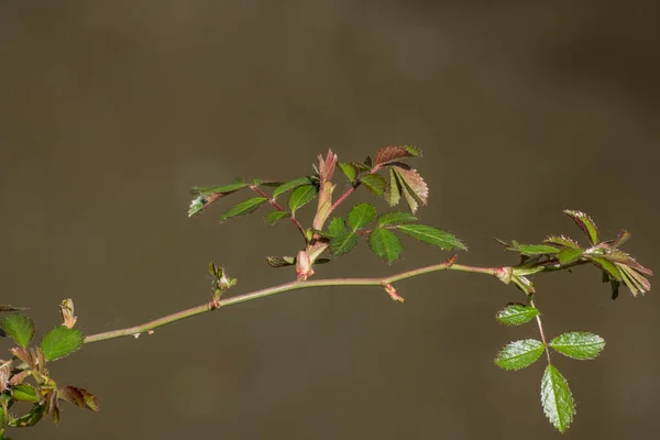 Rosa Selvagem Rosa Canina Sobre Arbusto Com Muitas Flores — Fotografia de Stock