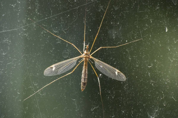 Los Insectos Libélula Libellula Depressa Descansan Sobre Hierba —  Fotos de Stock