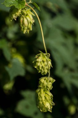 Zıpzıp meyveleri (Humulus lupulus) bira yapmak için hammaddedir..