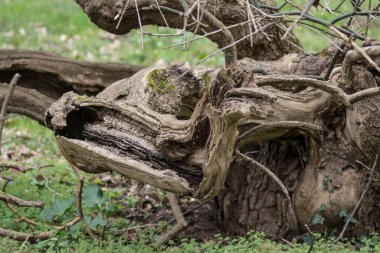 Yaşlı bir vahşi ağaç da parkın bir süsü olabilir..